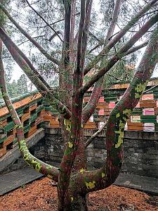 PEKIN - PARC BEIHAI (32)